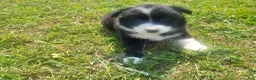 Mixed Breed dogs for sale: Daisy - Ad 1