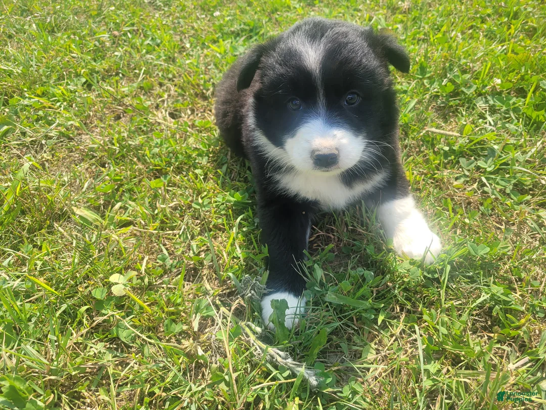 Mixed Breed dogs for sale: Daisy - Ad 1