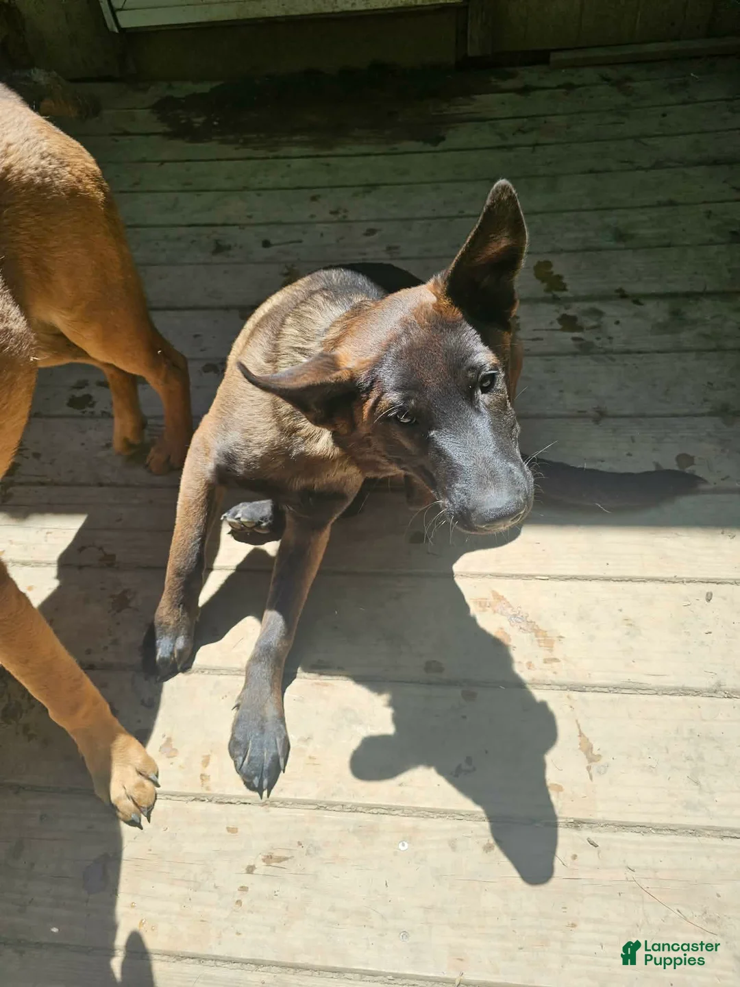 Mixed Breed dogs for sale: Mixed Breed Puppy 1 - Ad 2