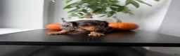 Miniature Dachshund dogs for sale: Mikko  - Ad 6