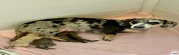 Dachshund dogs for sale: Dachshund 2 - Ad 6
