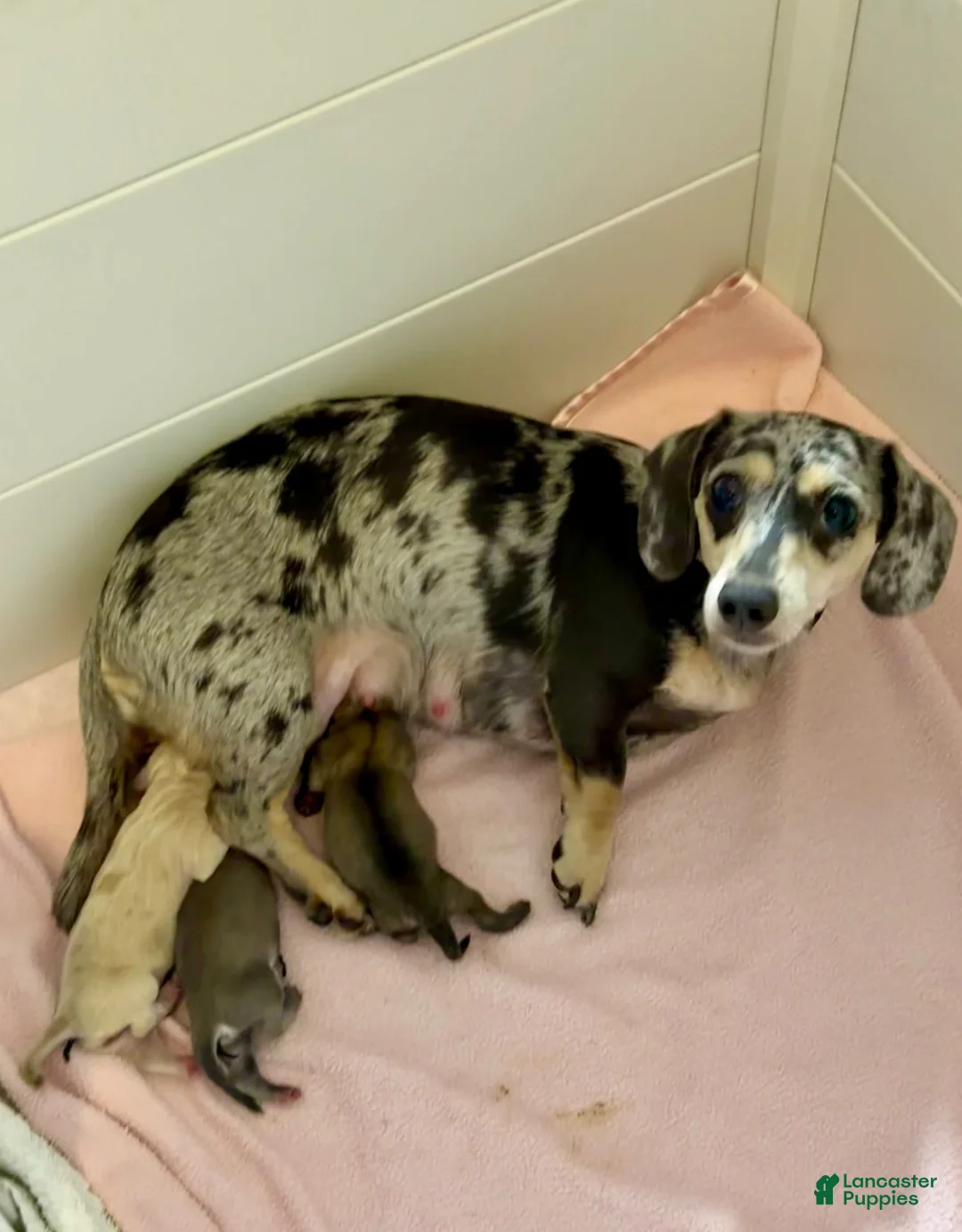 Dachshund dogs for sale: Dachshund 2 - Ad 6