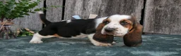Basset Hound dogs for sale: Gretchen - Ad 2
