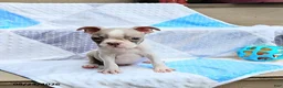 Boston Terrier dogs for sale: Roland - Ad 3