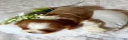 Cavalier King Charles Spaniel dogs for sale: Trooper Cavalier King Charles Spaniel  - Ad 6