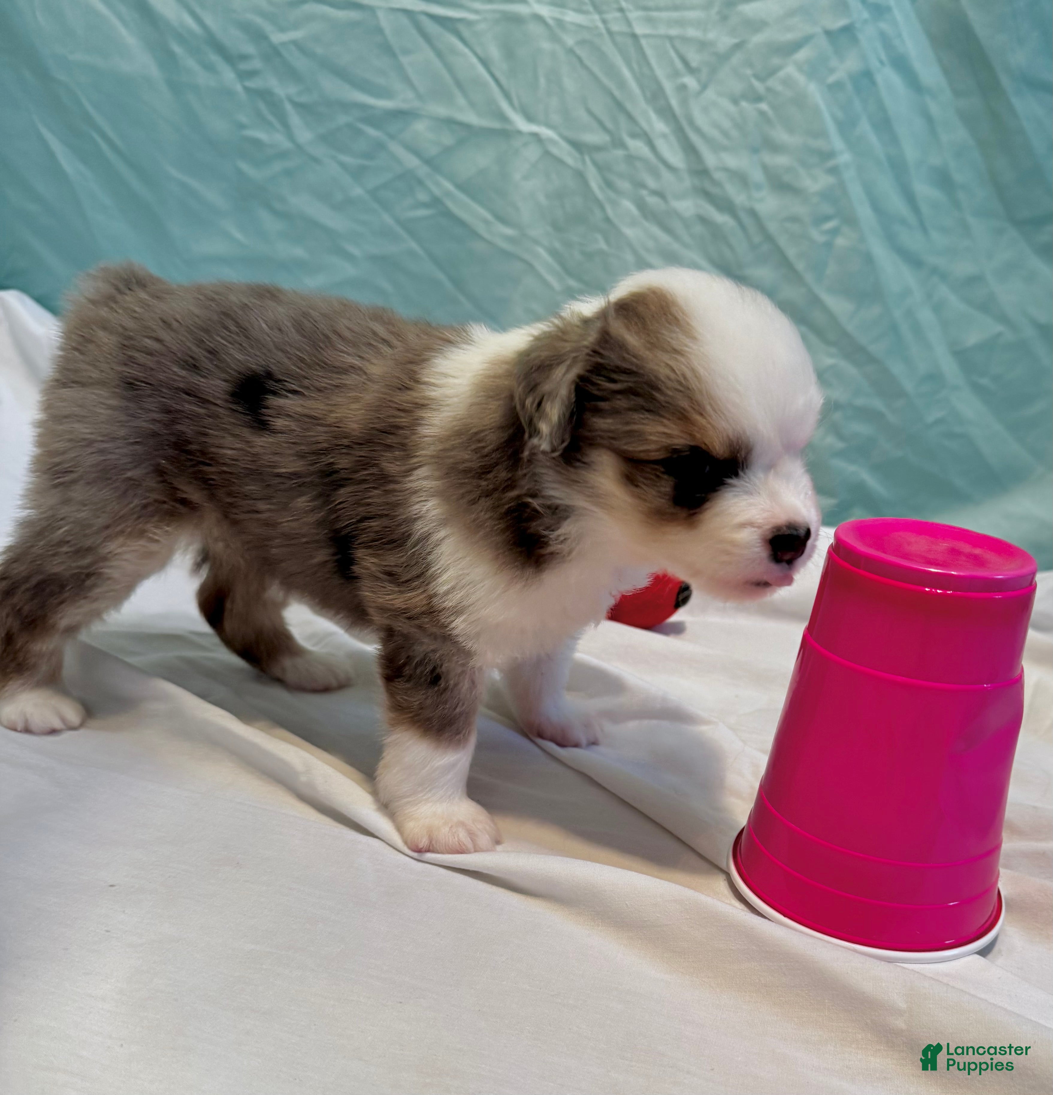Miniature Australian Shepherd dogs for sale: Luna - Ad 2