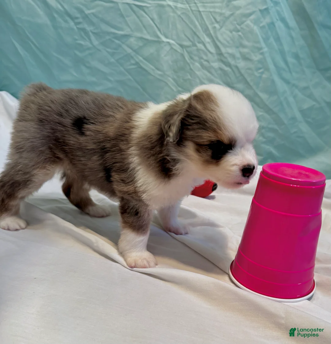 Miniature Australian Shepherd dogs for sale: Luna - Ad 1