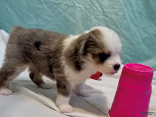 Miniature Australian Shepherd dogs for sale: Luna - Ad 2