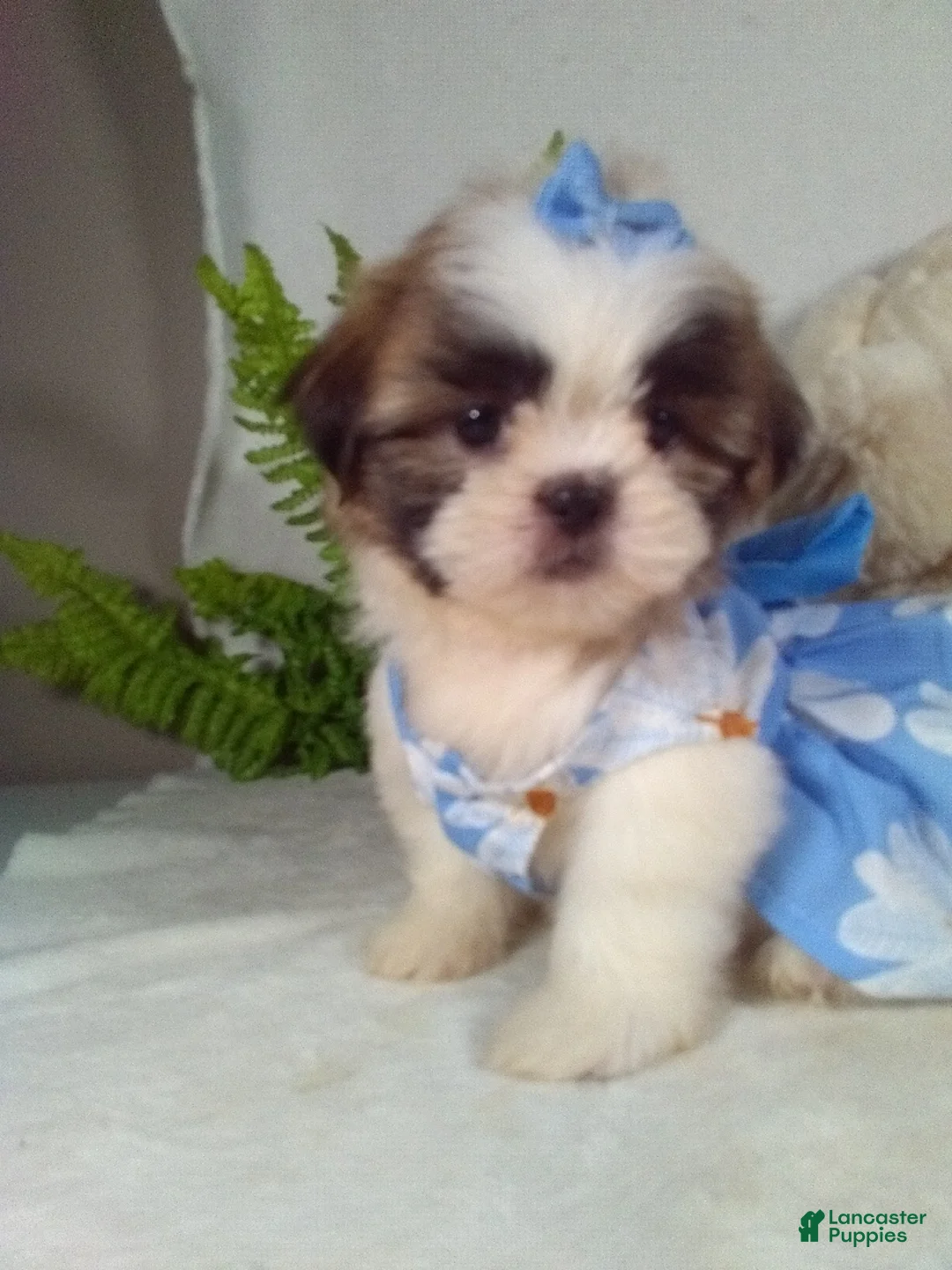 Shih Tzu dogs for sale: Millie - Ad 1
