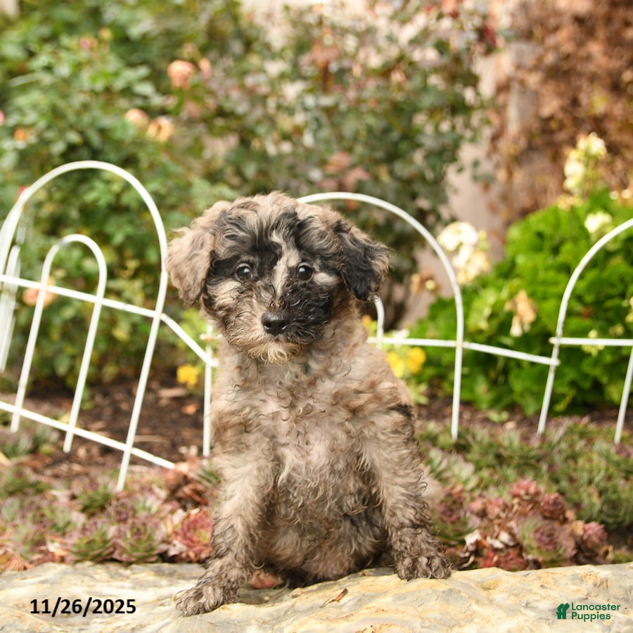 Toy Poodle dogs Smudge - Ad 15