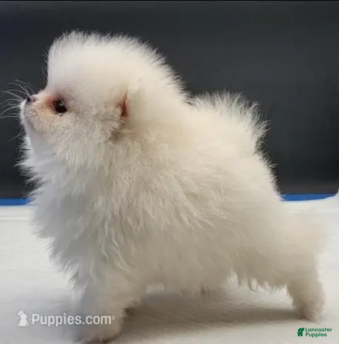 Pomeranian dogs for sale: Pomeranian Puppy 2 - Ad 7