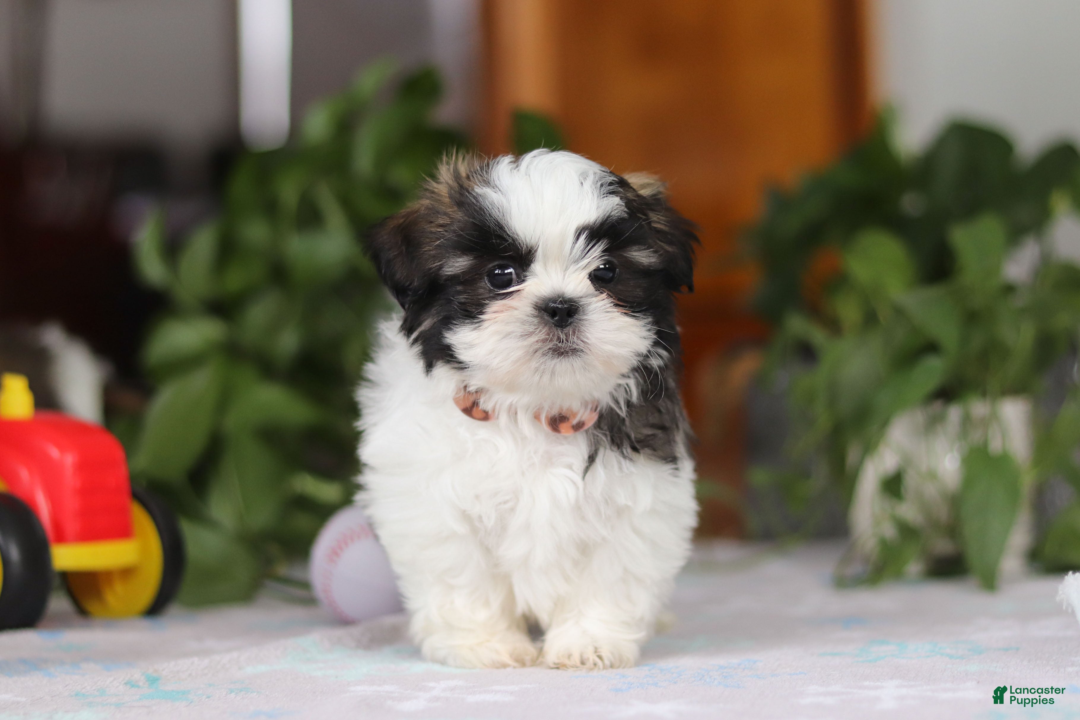 Shih Tzu dogs Kyle - Ad 38