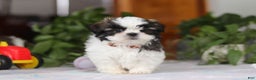 Shih Tzu dogs for sale: Kyle - Ad 2