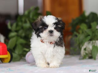 Shih Tzu dogs Kyle - Ad 38
