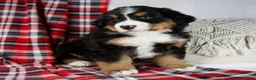Bernese Mountain Dog dogs for sale: Joey *Genetic Clear - Ad 3