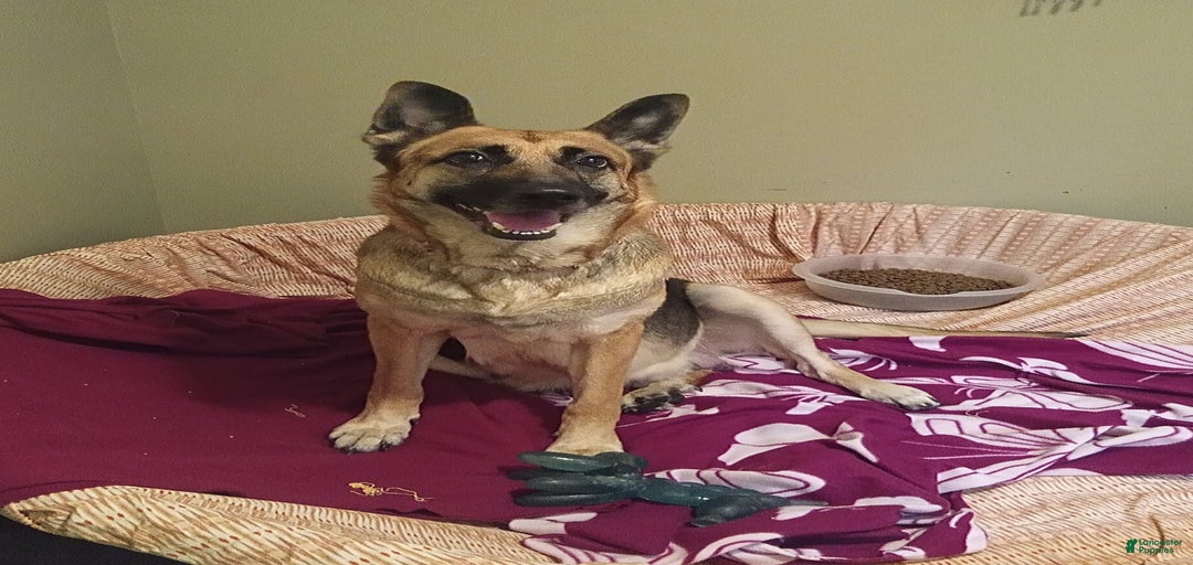 Gallery Image {{count}}