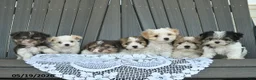 Havanese dogs for sale: Daisy  - Ad 5