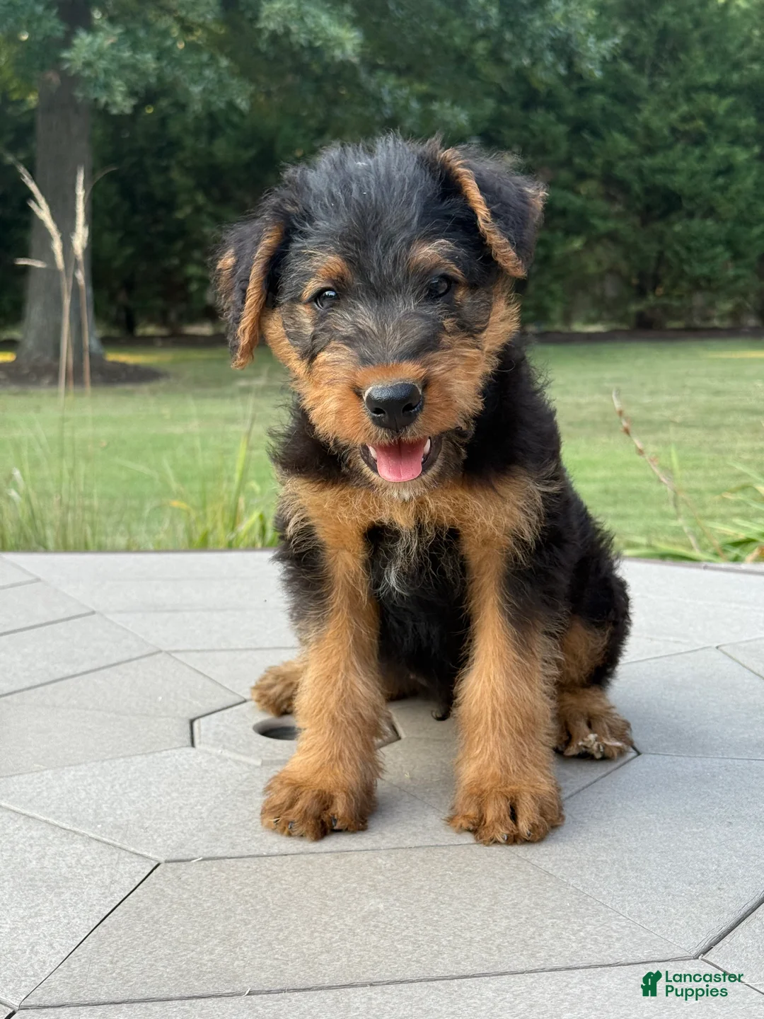 Airedale Terrier dogs for sale: AKC Juke - Ad 1