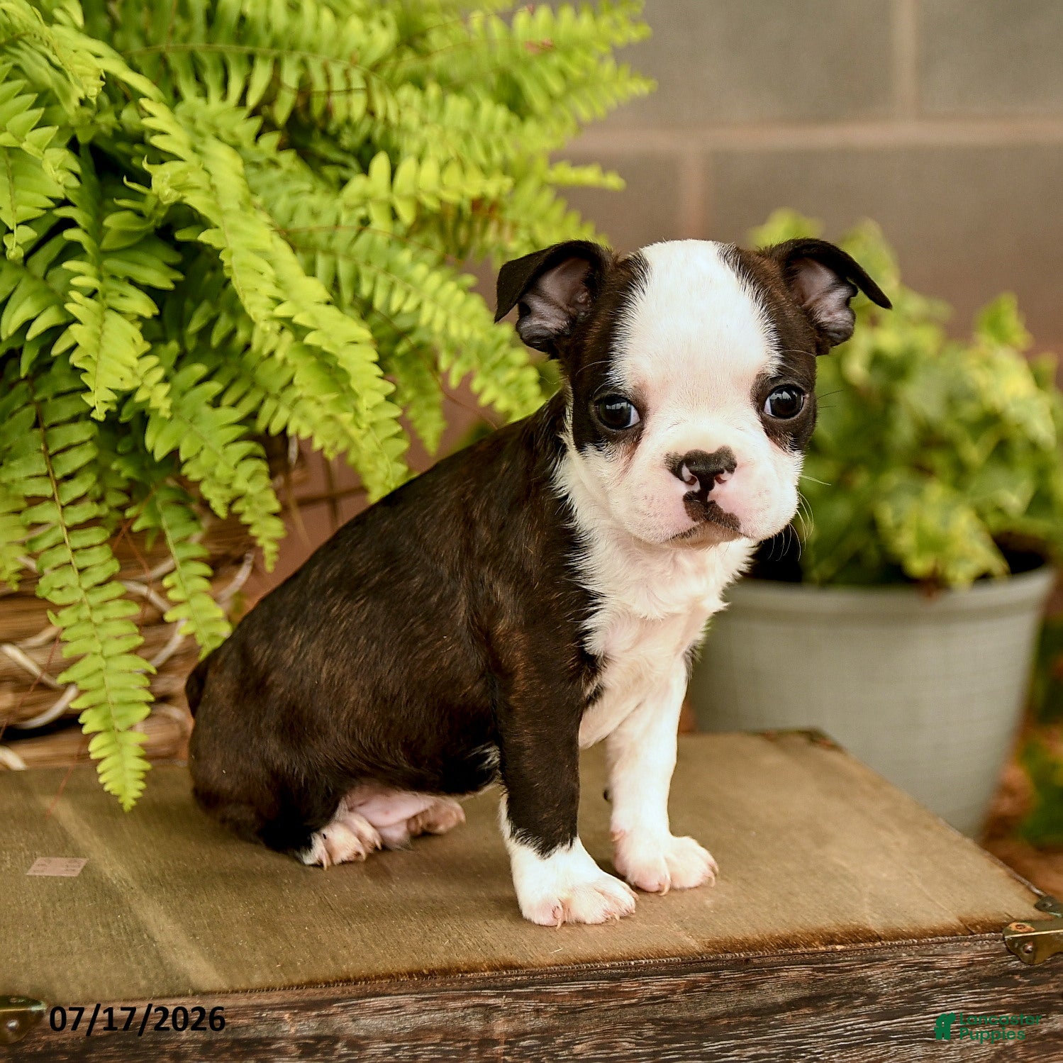 Boston Terrier dogs Dash - Ad 1