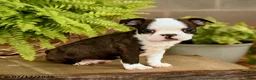 Boston Terrier dogs for sale: Dash - Ad 1