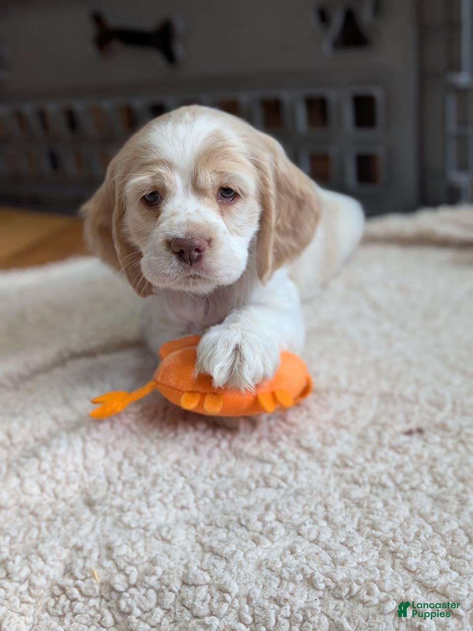 Cocker Spaniel dogs Wilbur  - Ad 2