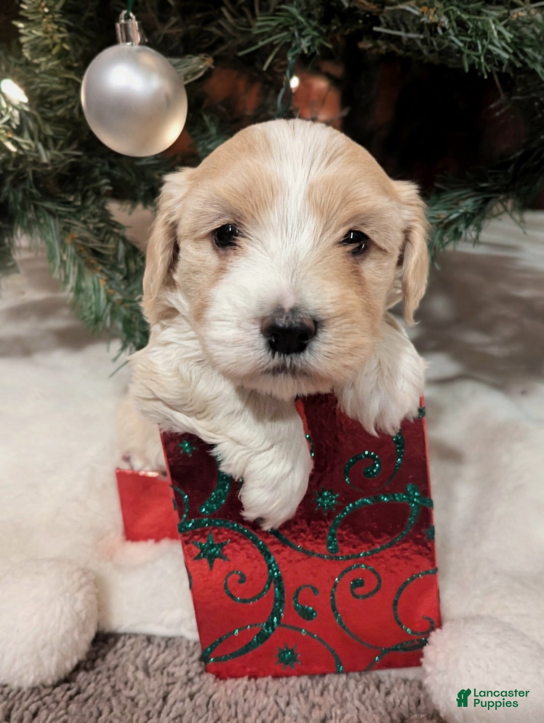 Mixed Breed dogs for sale: Rocket - Ad 15