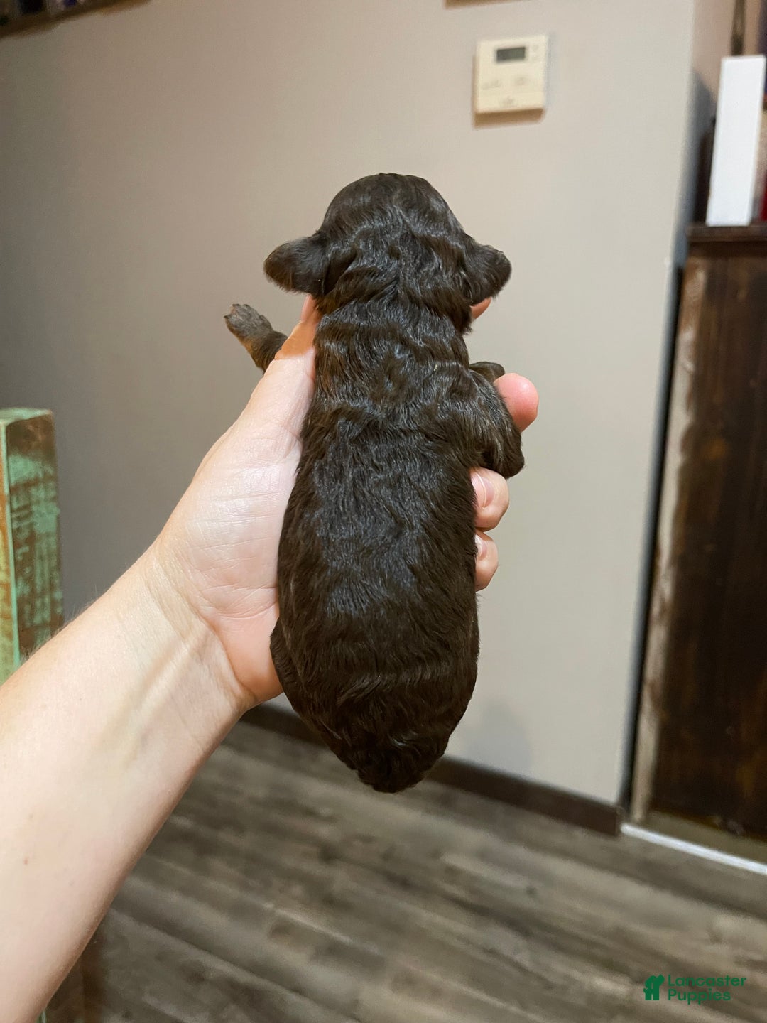 Miniature Poodle dogs for sale: Akc Clear Chocolate Phantom Boy 2 - Ad 6