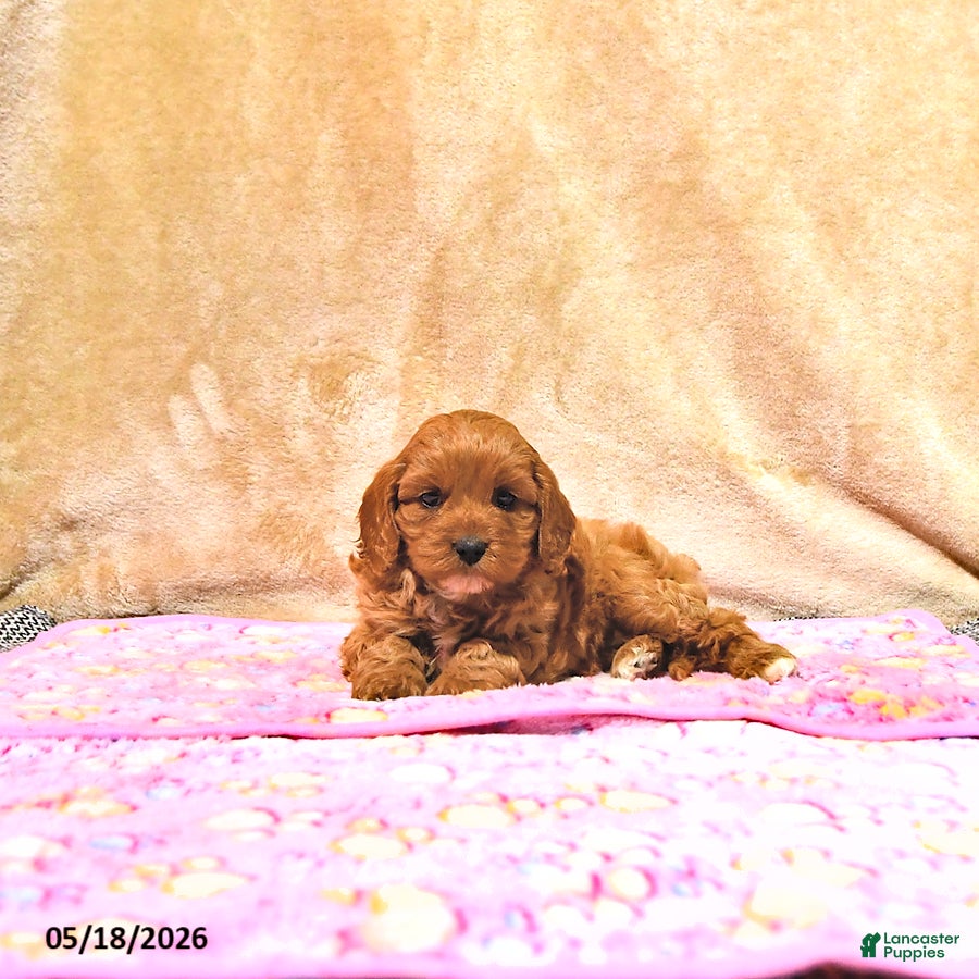 Cavapoo dogs Millie - Ad 2