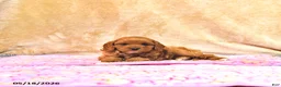 Cavapoo dogs for sale: Millie - Ad 2