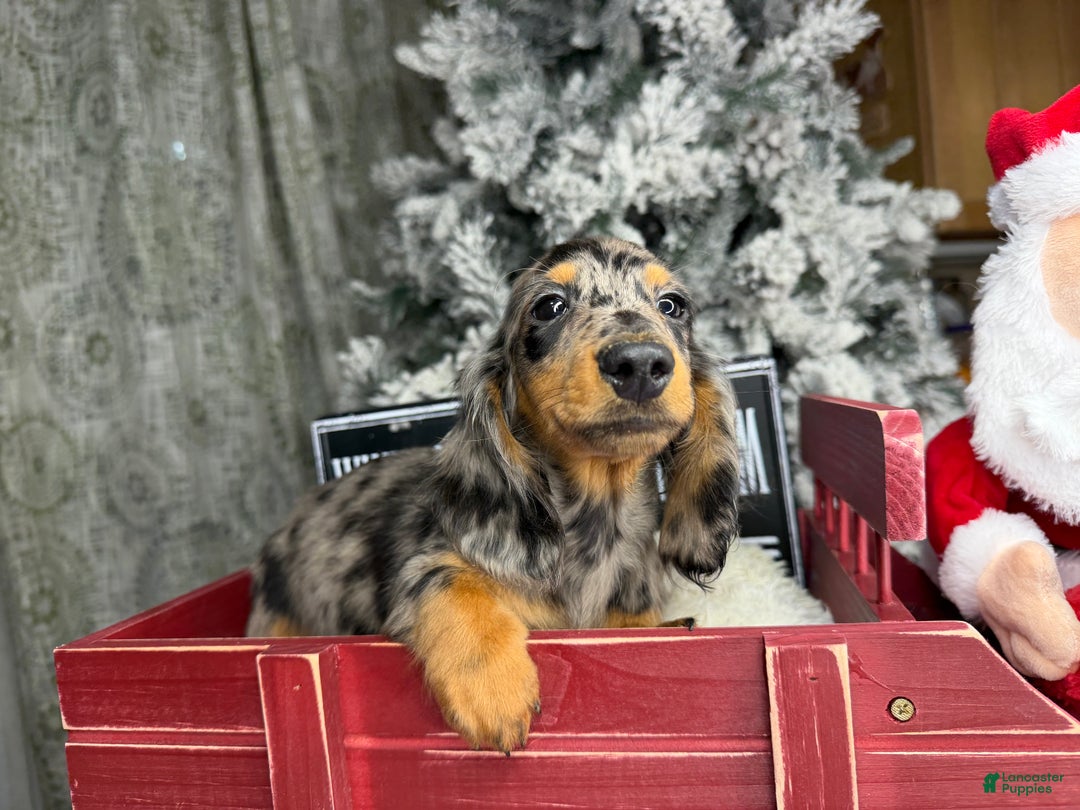 Dachshund dogs for sale: Ch Harriet LH dappleAkc - Ad 22