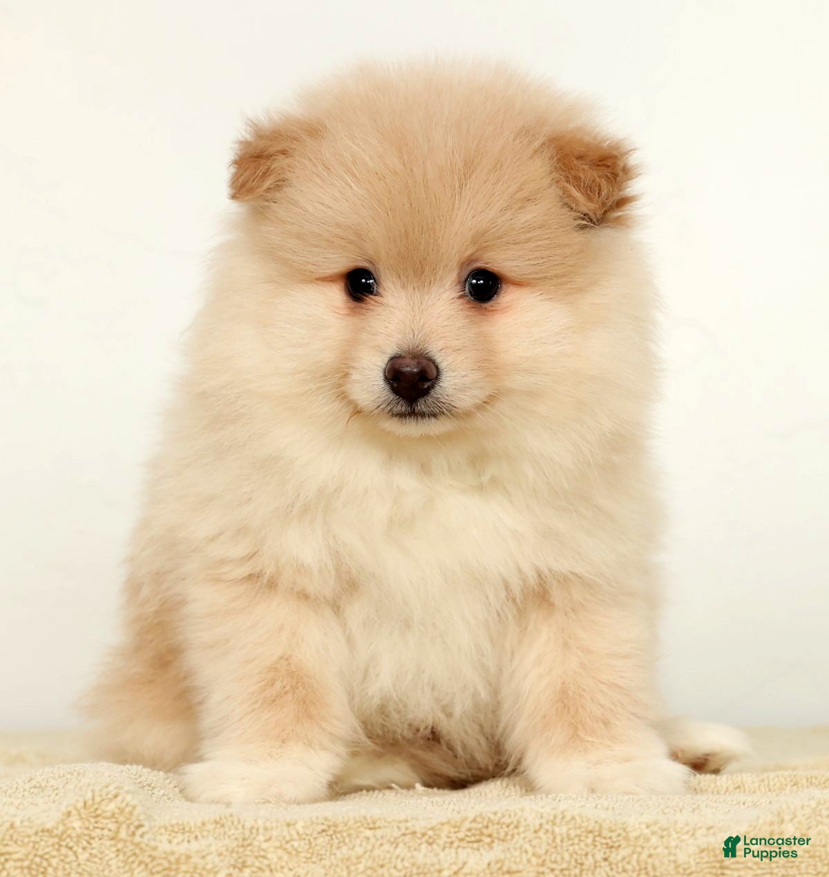 Pomeranian dogs Bentley - Ad 2