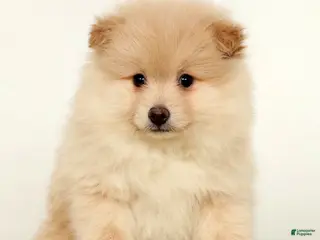 Pomeranian dogs Bentley - Ad 2