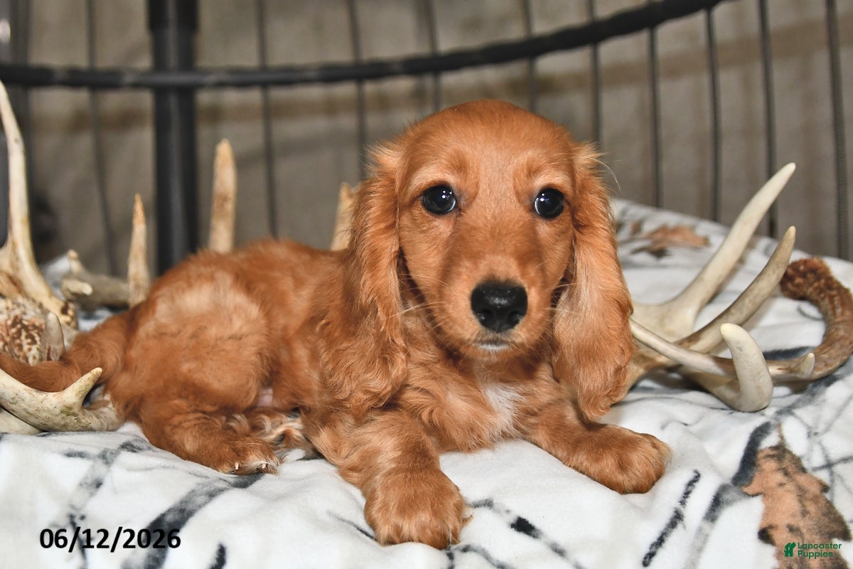 Miniature Dachshund dogs Clifford - Ad 2
