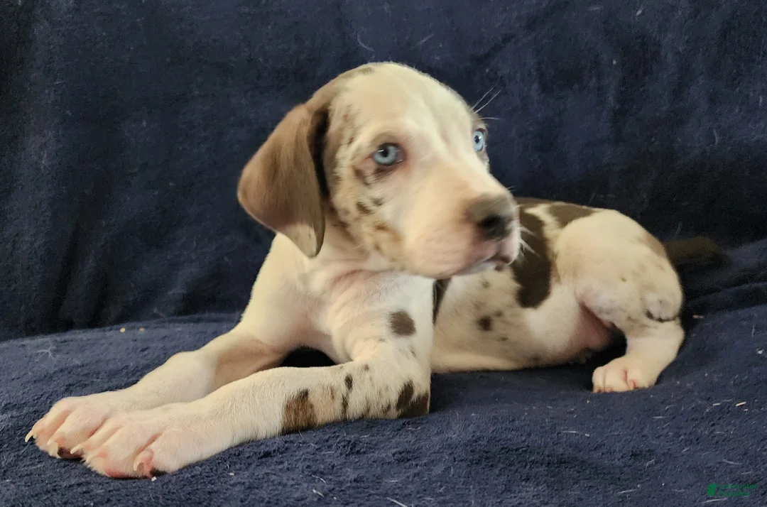 Catahoula Leopard Dog dogs for sale: Gabby F2025 M3 Catahoula puppy - Ad 10