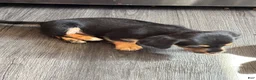 Mixed Breed dogs for sale: Mixed Breed 3 - Ad 2