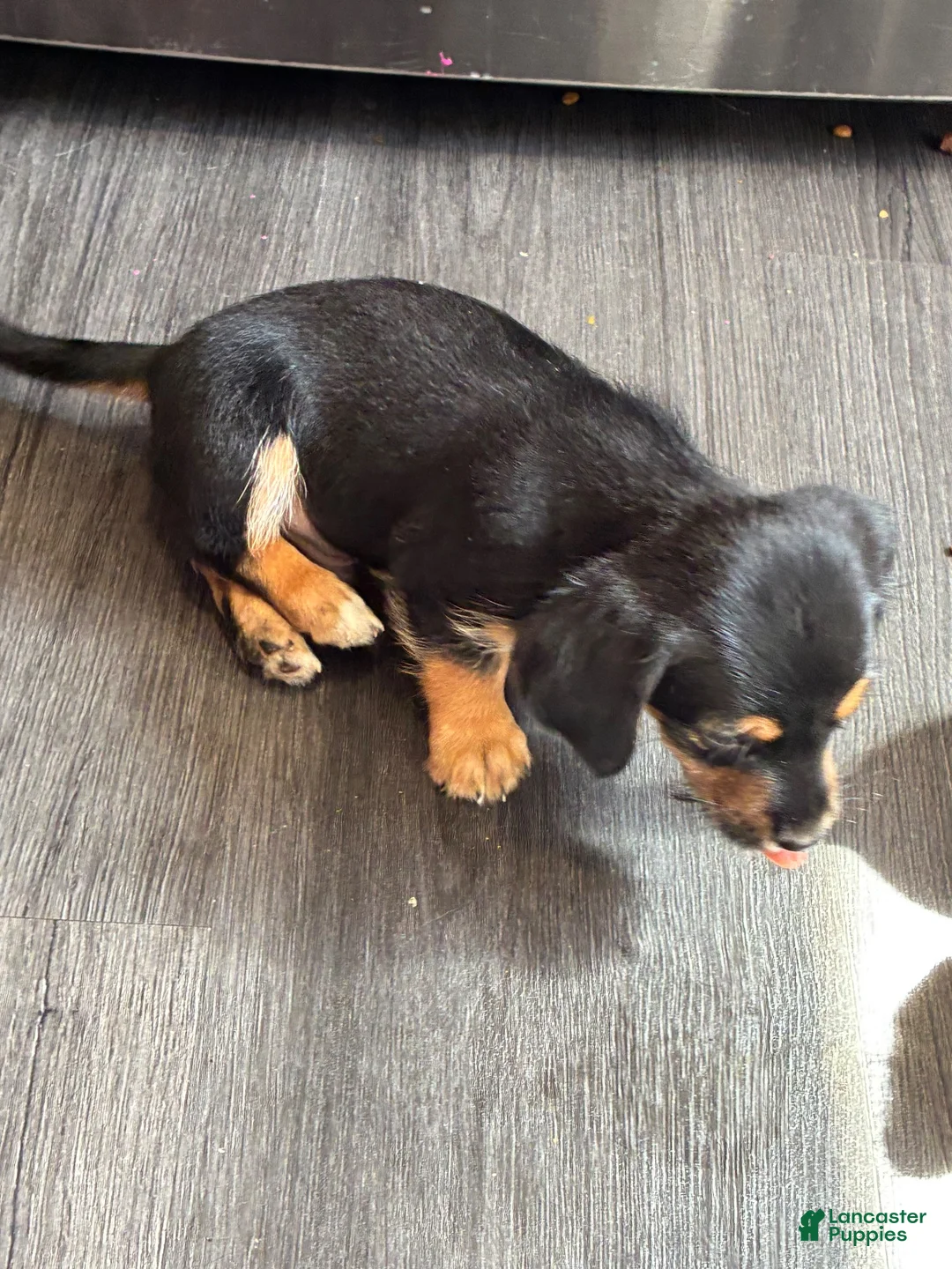 Mixed Breed dogs for sale: Mixed Breed 3 - Ad 2