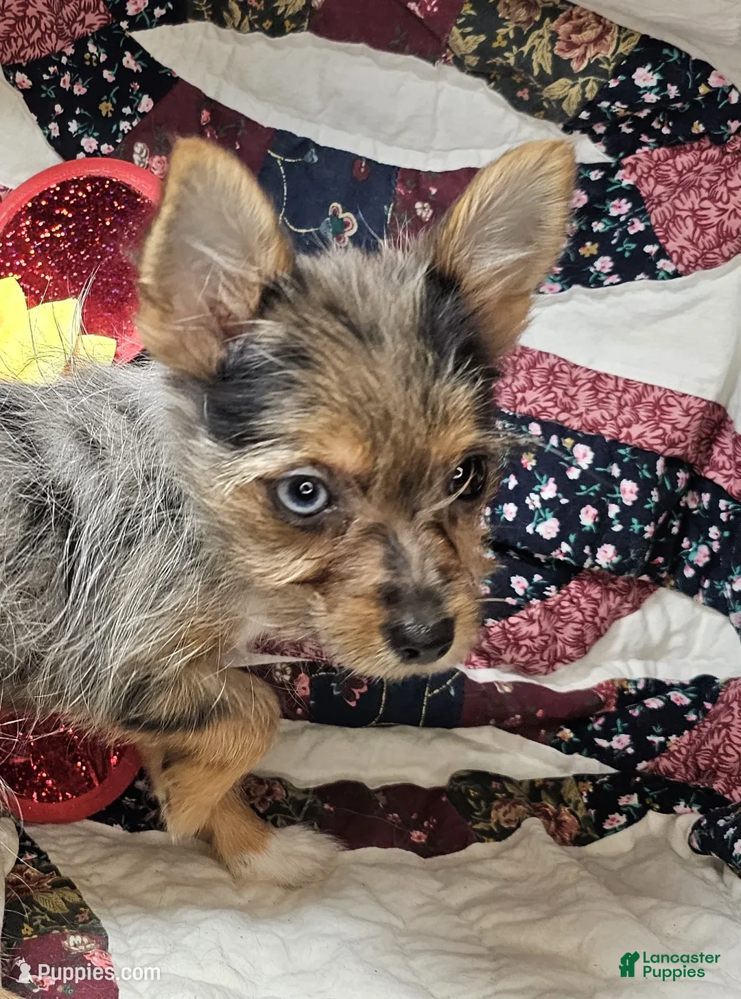 Mixed Breed dogs for sale: Indya F (Small Yorky-Pom) - Ad 3