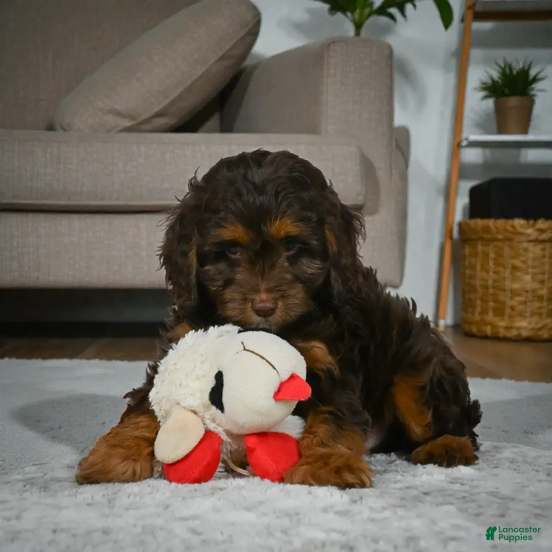 Cockapoo dogs for sale: rocky - Ad 6