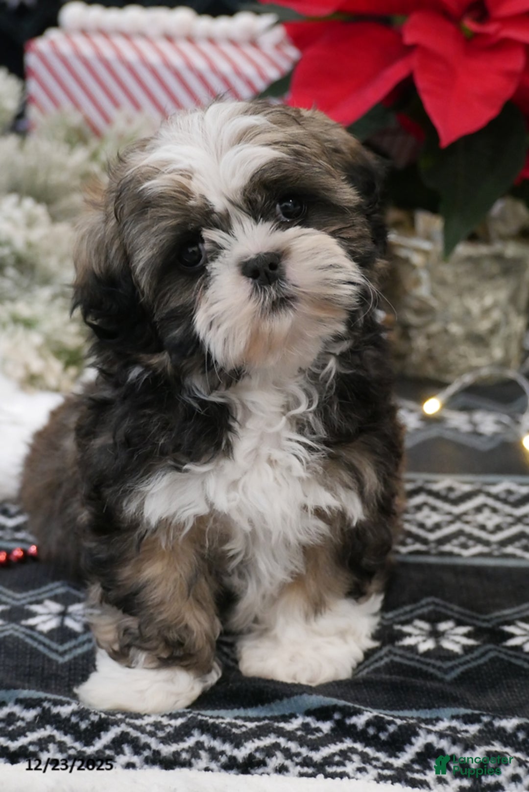 Shih Tzu dogs for sale: Clause - Ad 5