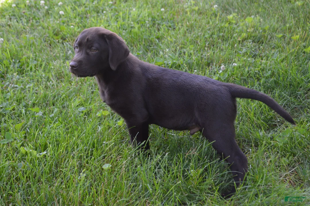 Labrador Retriever dogs for sale: Remington - Ad 2