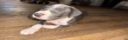 Mixed Breed dogs for sale: Baby 5 - Ad 4