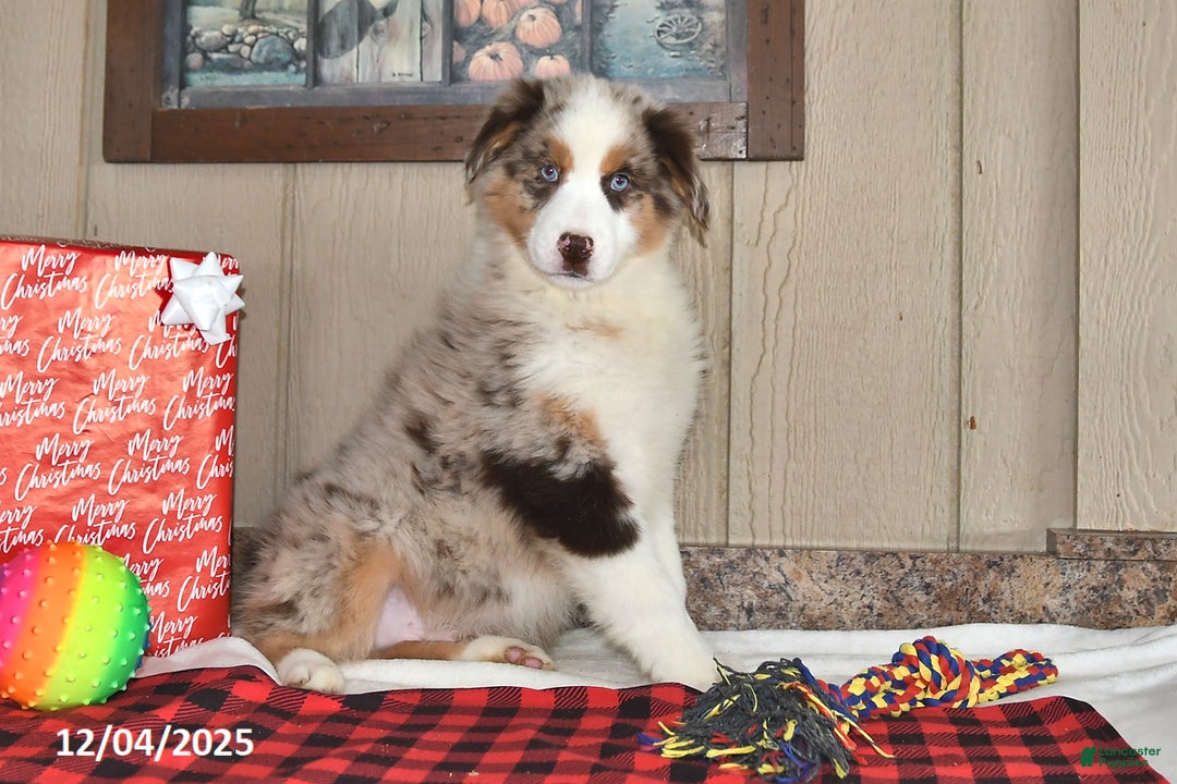 Australian Shepherd dogs for sale: Dusty - Ad 4