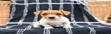 Jett