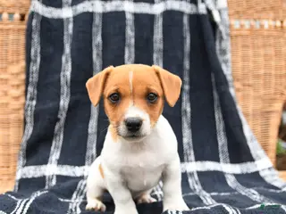 Jack Russell Terrier dogs for sale: Jett - Ad 2