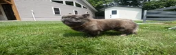 French Bulldog dogs for sale: French Bulldog 1 Hazley - Ad 2