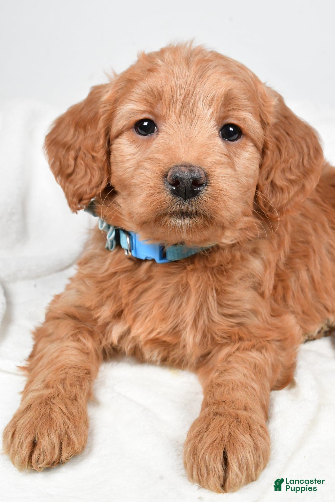 Mini Goldendoodle dogs for sale: Beulah - Ad 5