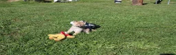 Shiba Inu dogs for sale: Mittens - Ad 3