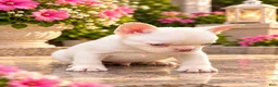 French Bulldog dogs for sale: Pink Cyrus - Ad 3