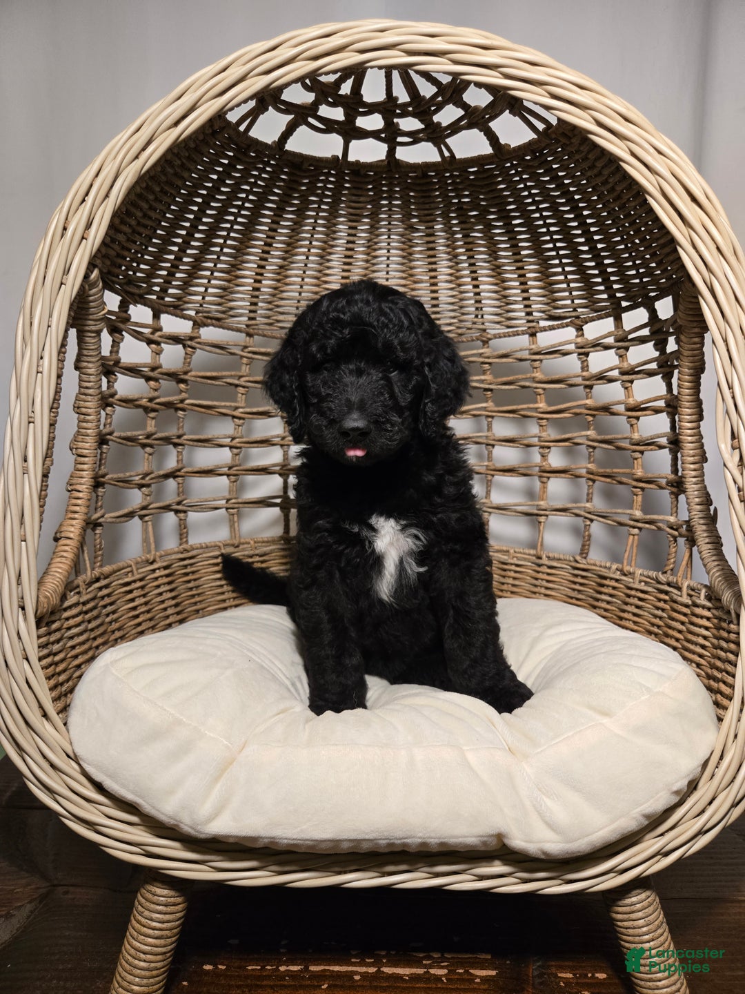 Goldendoodle dogs for sale: Shadow - Ad 2