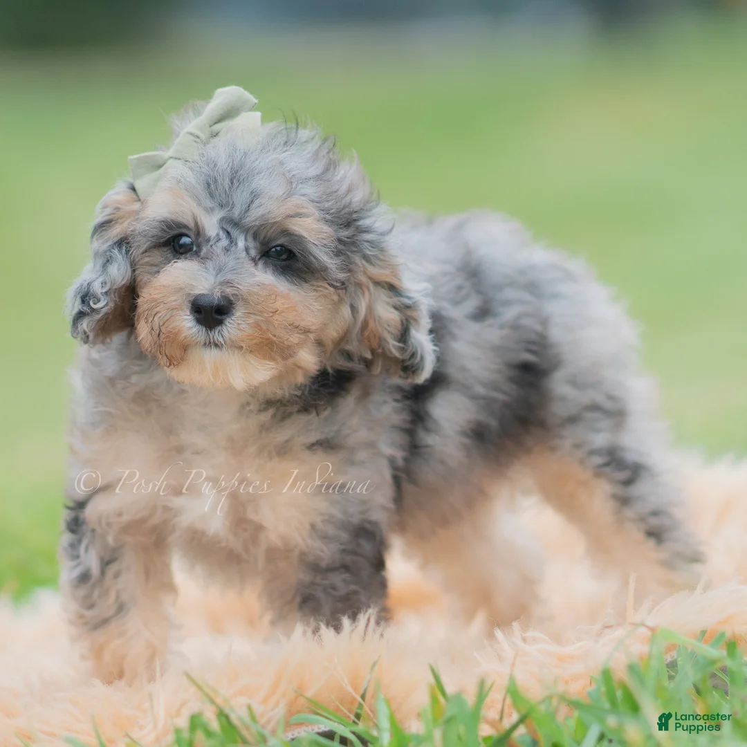 Toy Poodle dogs for sale: Baxter AKC - Ad 2